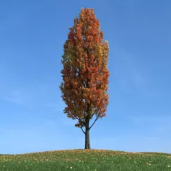Autumn Tree 3D model