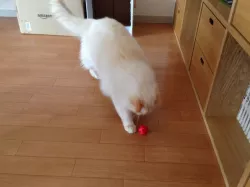 Bell Ball