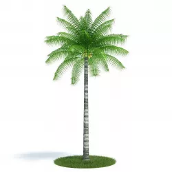 Coconut Palm Tree With Coconuts 3D model