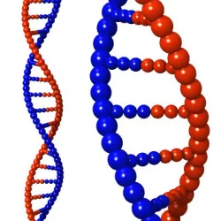 DNA Strand 3D model