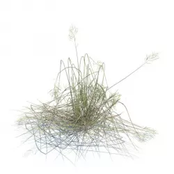 Dry Bent Broken Grass 3D model