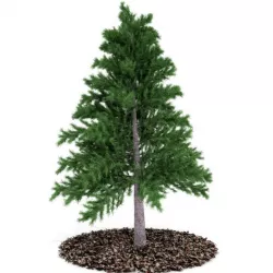 Evergreen Pine Tree 3D model