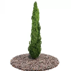Evergreen Planted Tree 3D model