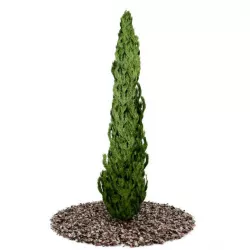 Fern Based Topiary Tree 3D model