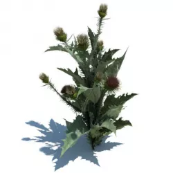 Flowering Thistle Weed 3D model