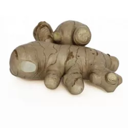 Ginger Root 3D model