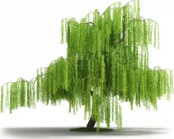 Green Willow Tree 3D model