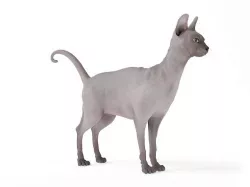 Hairless Sphinx Cat 3D model