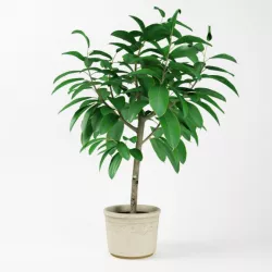 Leaf Pot Plant 3D model