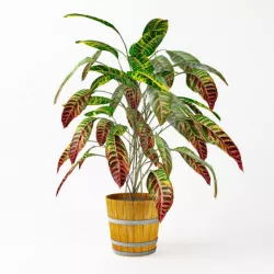 Leaf Pot Plant 3D model