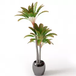 Leafy Palm Trees In A Pot 3D model