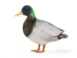 Male Duck 3D model