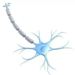 Neuron 3D model