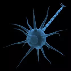 Neuron 3D model