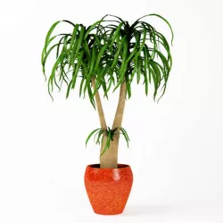 Plant  Indoor Potted Plant 3D model