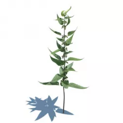 Pot Leaf Plant 3D model