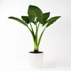 Potted Elephant Plant In White 3D model