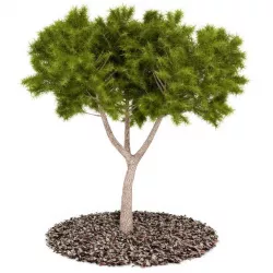 Rosemary Bonsai Tree 3D model