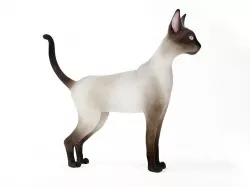 Tall Cat 3D model