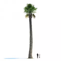 Thick Palm Tree 3D model