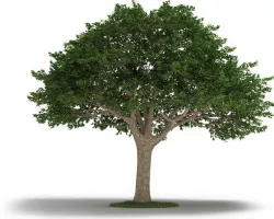 Tree  Neem Tree 3D model