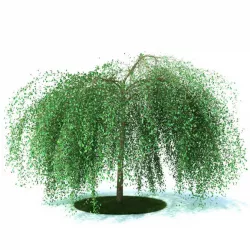 Weeping Willow 3D model
