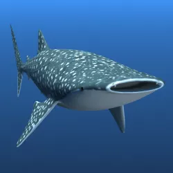 Whale Shark 3D model