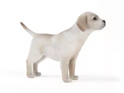 White Puppy Paying Attention 3D model