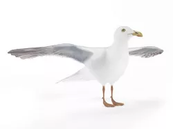 White Seagull Bird 3D model