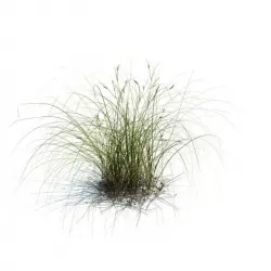 Wild Green Shrub Weed 3D model