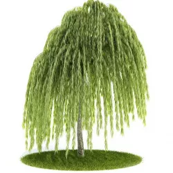 Young Willow Tree 3D model