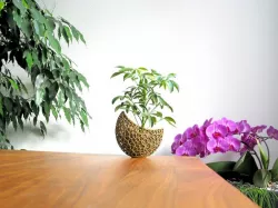 A burgeoning capsule Planter