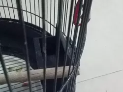 bird feeder tray