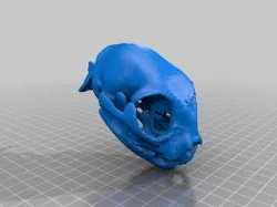 Cat Skull
