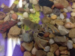 Crayfish