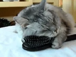 Wall brush-scratcher cat