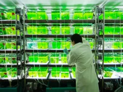 Algae Biofuel Project