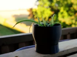 flower and plant grow pot