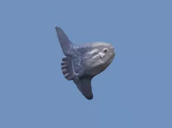 mola mola