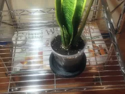 Watering Plate