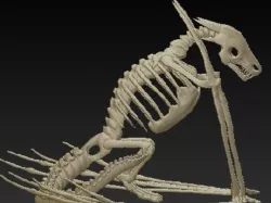 WYrm Skeleton