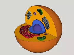 Animal Cell