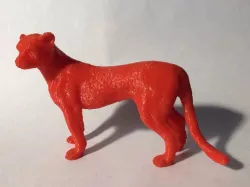Cheetah