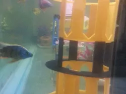 Fish Tower
