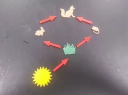 Food Webs