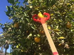 fruit-picking