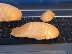 Giant Deep-sea Isopod