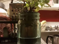 Mason Jar Plant Potter - Self Watering Planter DONT USE. FLAWED CONCEPT