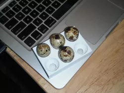 Quail Egg Cradle