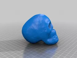 skull